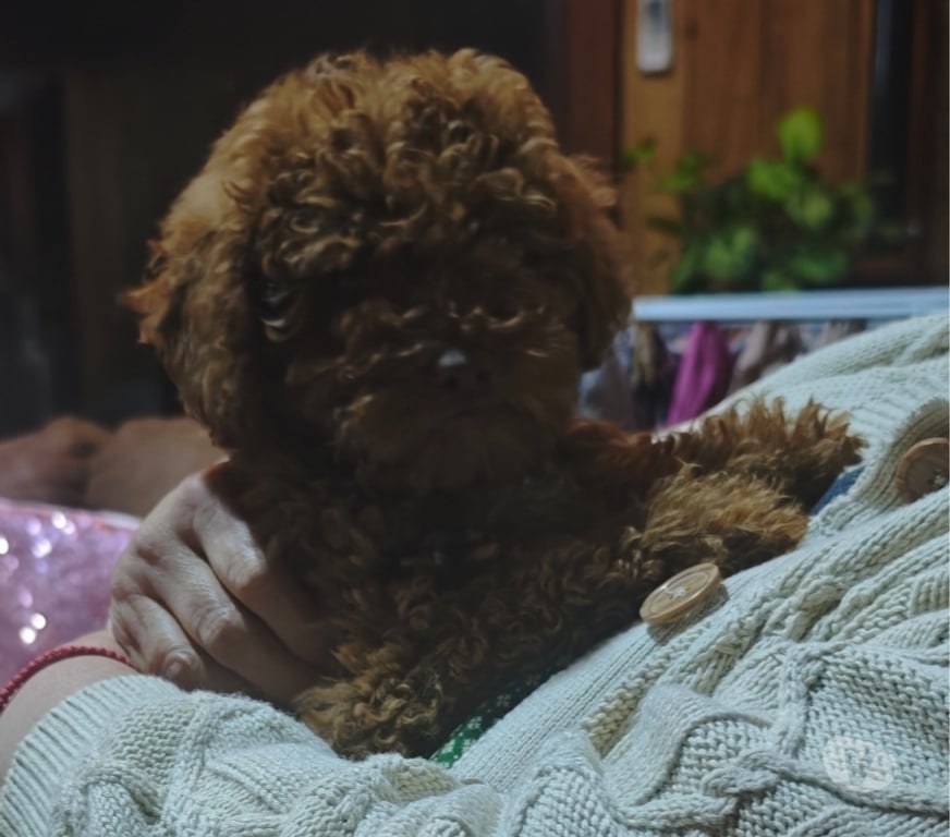 Gatos en Venta Llanquihue Puerto Montt - Fotos de Hermoso poodles rojo