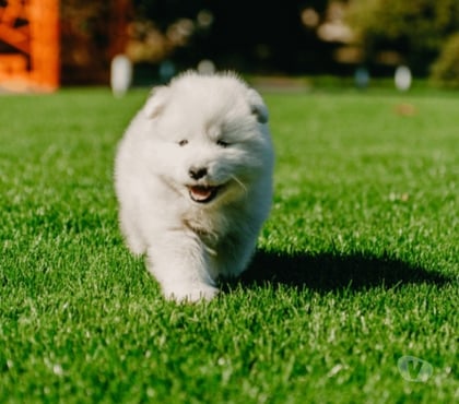 Mascotas en Venta Vitacura Santiago - Fotos de Hermosa cachorra SAMOYEDO