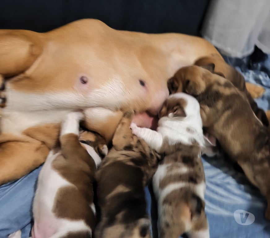 Gatos en Venta Santiago Estación Central - Fotos de Bulldog ingles nacidos el 18 de julio