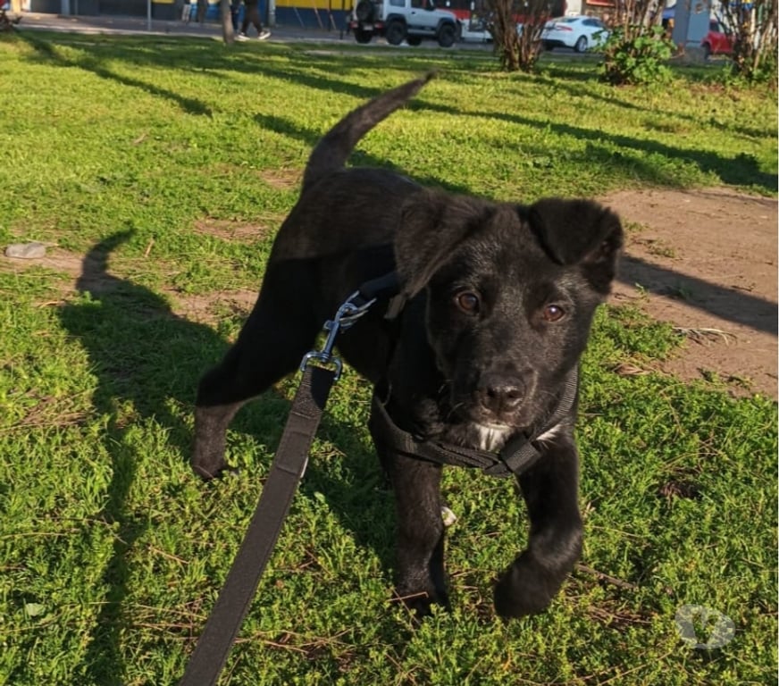 Adopción ed Animales Santiago Santiago - Fotos de Tierno Borador en adopción