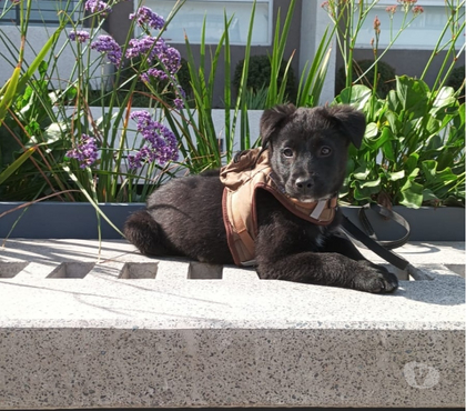 Adopción de Gatos Santiago Santiago - Fotos de MILO NECESITA UN HOGAR