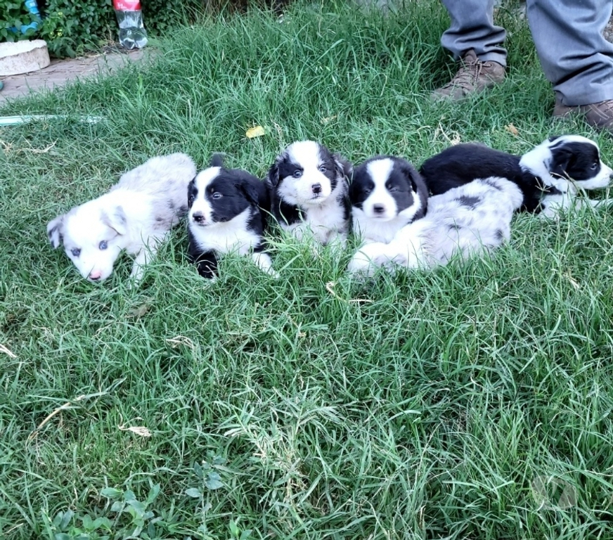 Gatos en Venta Maipo Buin - Fotos de Cachorros border collie