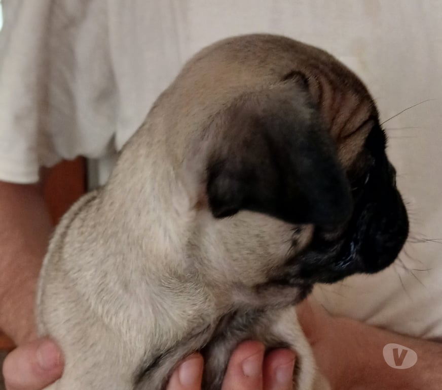 Gatos en Venta Santiago Vitacura - Fotos de Preciosa cachorrita Pug Carlina