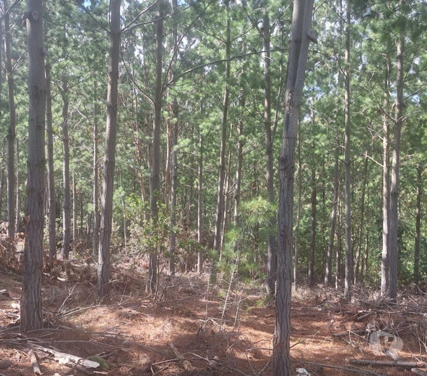 Parcelas en Venta Cardenal Caro Pichilemu - Fotos de Terreno en Pichilemu