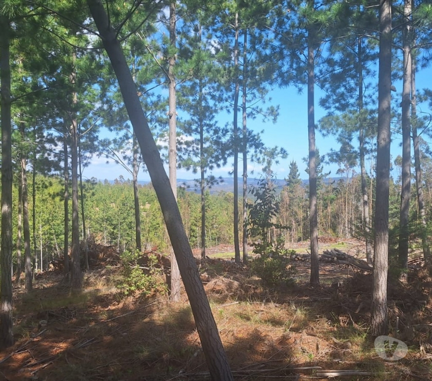 Parcelas en Venta Cardenal Caro Pichilemu - Fotos de Terreno en Pichilemu