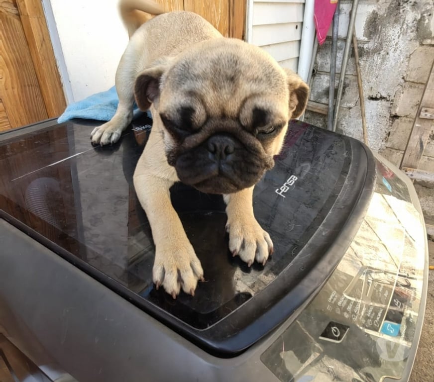 Gatos en Venta Valparaíso Quilpué - Fotos de cachorros pug hembra