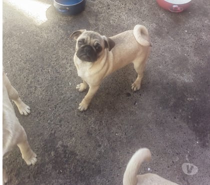 Perros en Venta Quilpué Valparaíso - Fotos de cachorros pug hembra