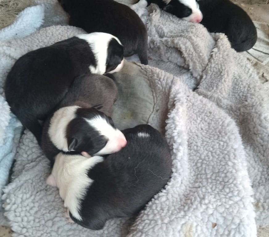 Gatos en Venta Llanquihue Puerto Montt - Fotos de Borden collie cachorro