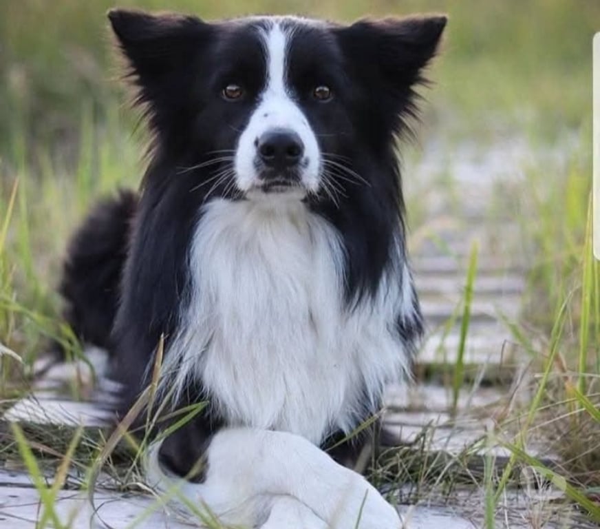 Gatos en Venta Llanquihue Puerto Montt - Fotos de Borden collie cachorro