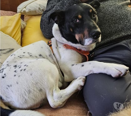 Adopción ed Animales La Reina Santiago - Fotos de Mestizo de Fox Terrier con Basset Hound♡