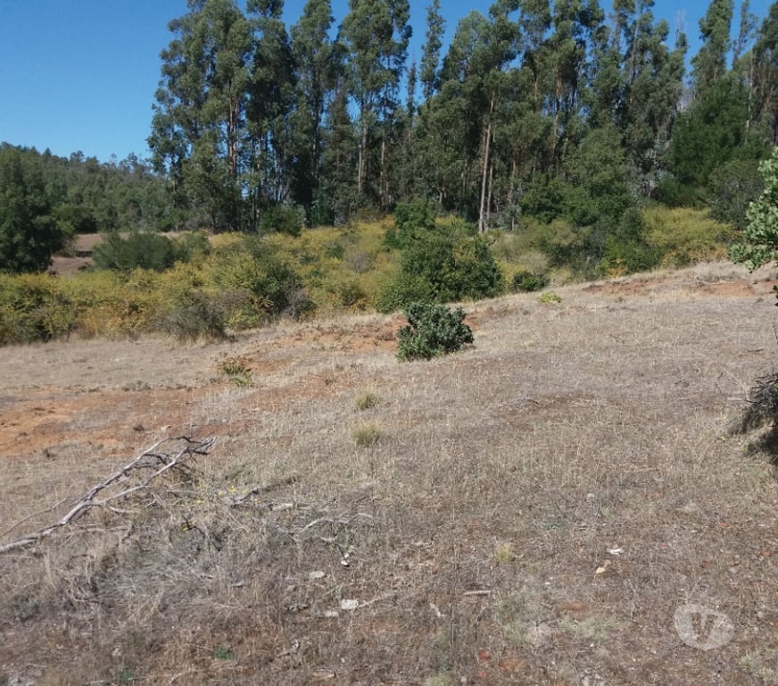 Parcelas en Venta Bío-Bío Yumbel - Fotos de Vendo 1,5 hectáreas camino a Cabrero sector paso hondo