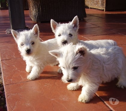 Perros en Venta Quillota Quillota - Fotos de WEST HIGHLAND WHITE terrier INSCRITO KCC OFERTA DISPONIBLES