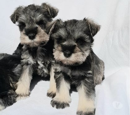 Gatos en Venta Quillota Quillota - Fotos de SCHNAUZER mini Inscrito KCC hembritas DISPONIBLES