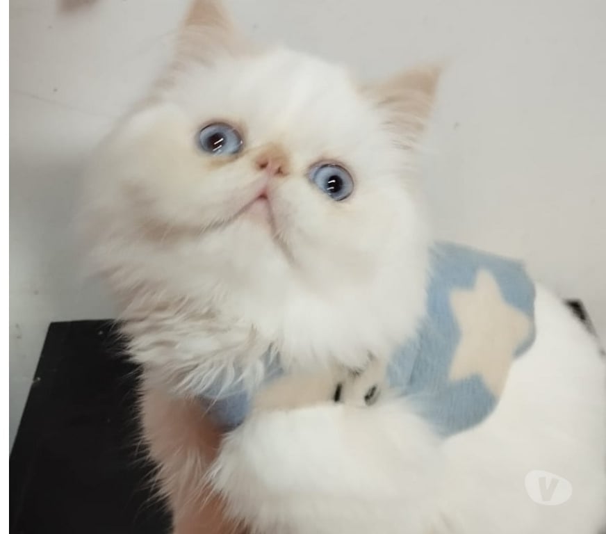 Gatos en Venta Talagante El Monte - Fotos de Gatitos persa hembra y macho