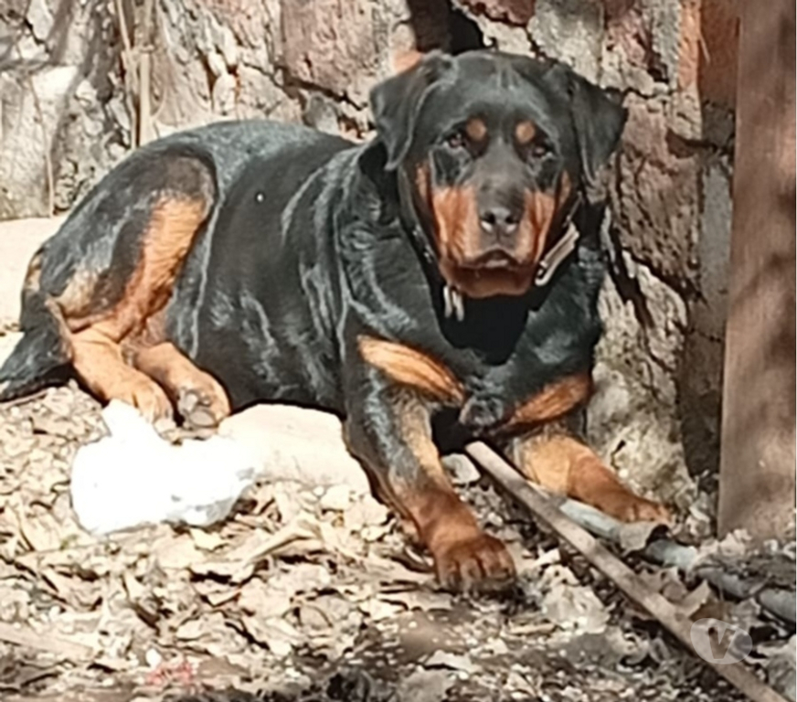 Gatos en Venta Santiago La Pintana - Fotos de rottweiler hembra