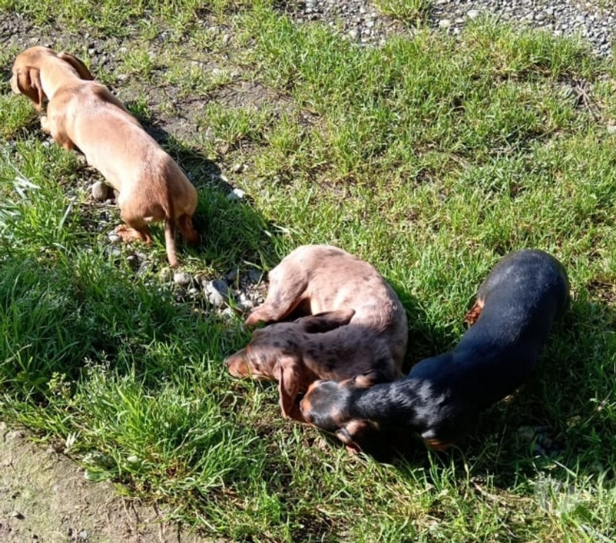 Gatos en Venta Osorno Puerto Octay - Fotos de Perritos Salchicha