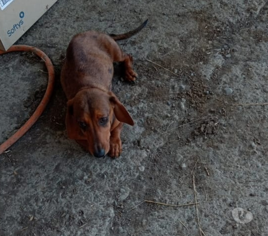 Gatos en Venta Osorno Puerto Octay - Fotos de Perritos Salchicha