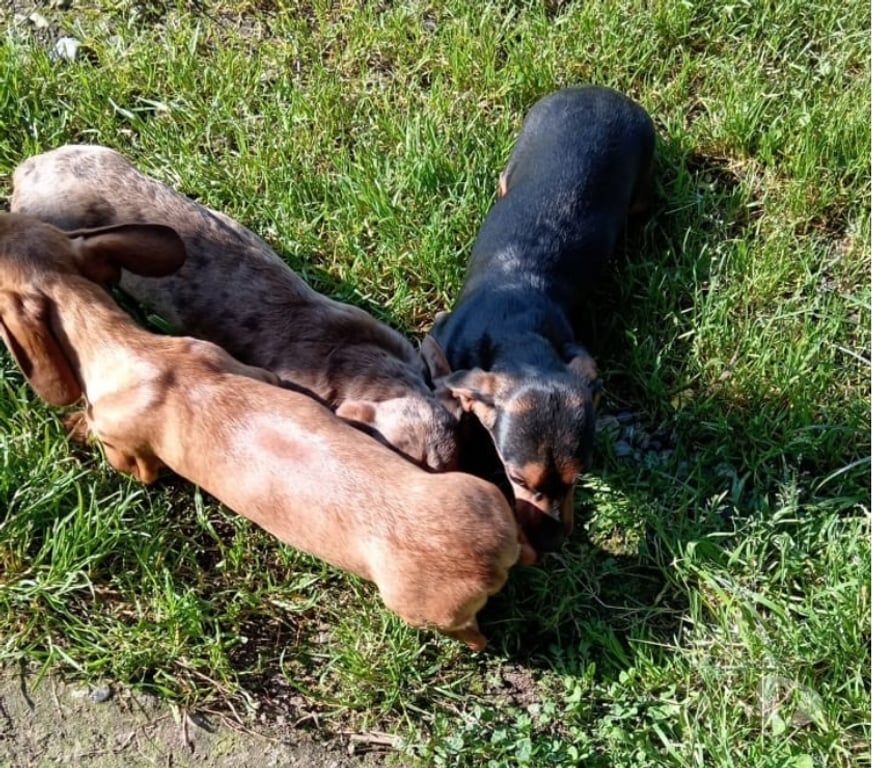 Gatos en Venta Osorno Puerto Octay - Fotos de Perritos Salchicha