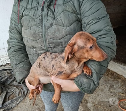 Mascotas en Venta Puerto Octay Osorno - Fotos de Perritos Salchicha