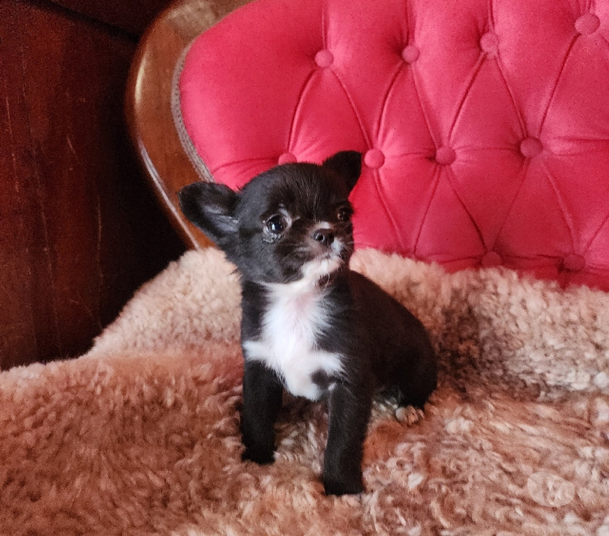 Gatos en Venta San Antonio El Tabo - Fotos de Chihuahua mini manzanita