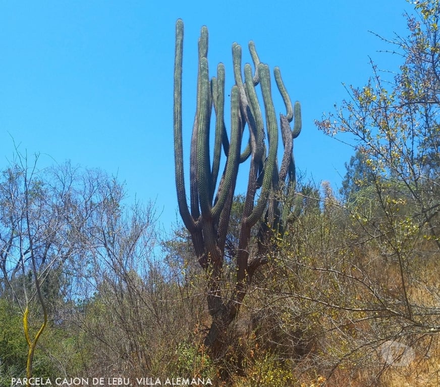 Parcelas en Venta Quillota Limache - Fotos de PARCELA FUNDO EL LEBU PEÑABLANCA