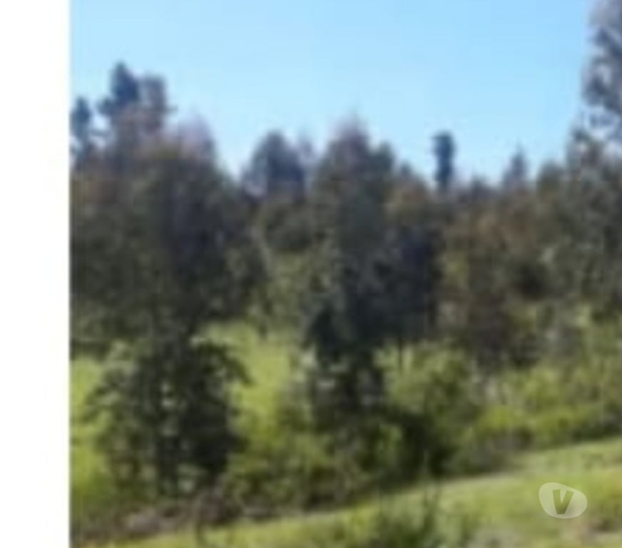 Venta de Haciendas Talca Pencahue - Fotos de Se vende parcela