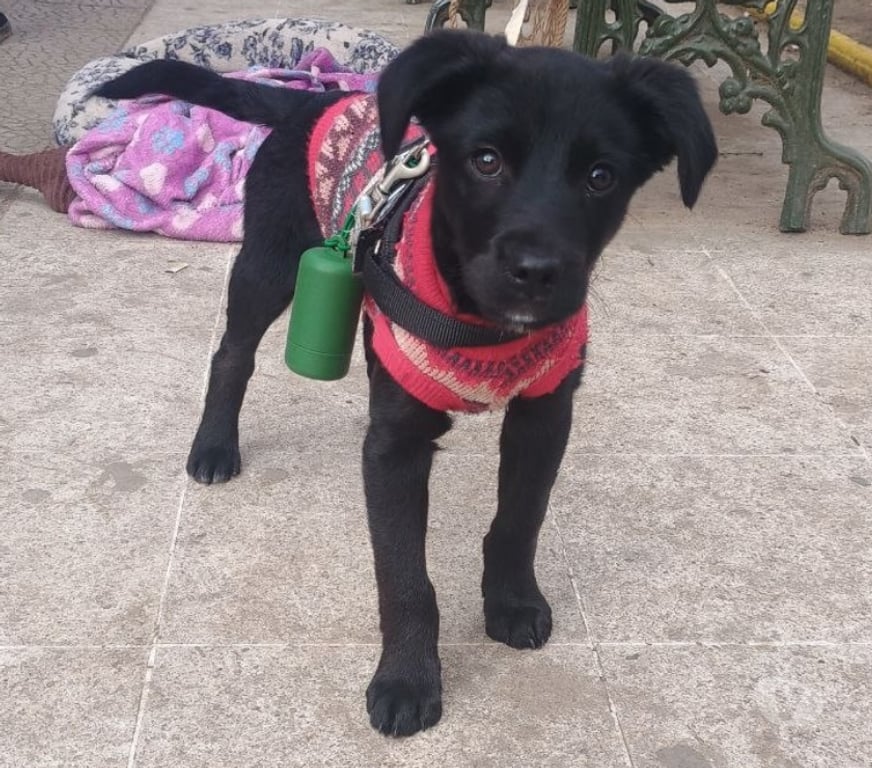 Adopción ed Animales Quillota Limache - Fotos de Bodoque cachorro macho en adopciòn