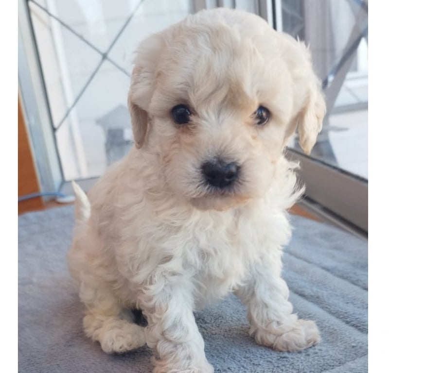 Gatos en Venta Santiago Maipú - Fotos de Hermosos poodle toy