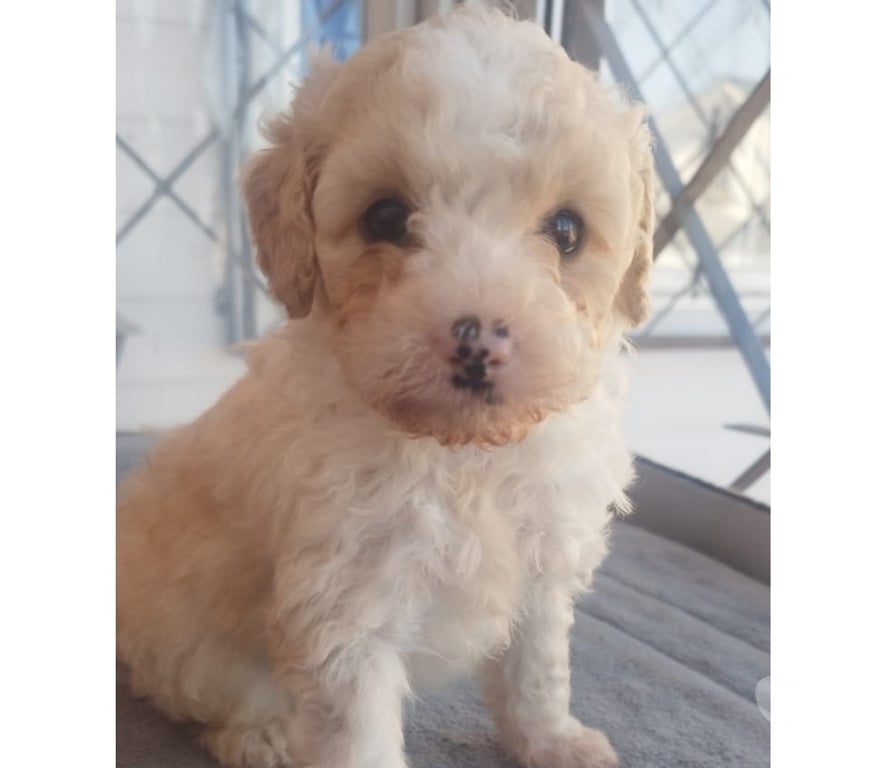 Gatos en Venta Santiago Maipú - Fotos de Hermosos poodle toy