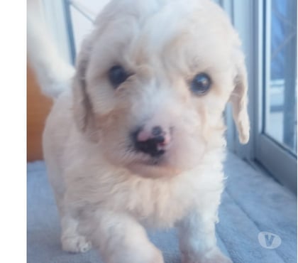 Mascotas en Venta Melipilla Melipilla - Fotos de Hermosos poodle toy