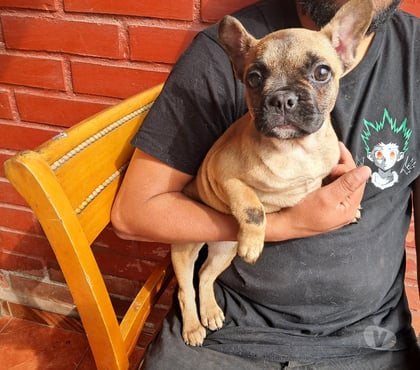 Mascotas en Venta Recoleta Santiago - Fotos de Bulldog frances