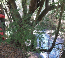 Hermosa parcela 1.8 Ha y río