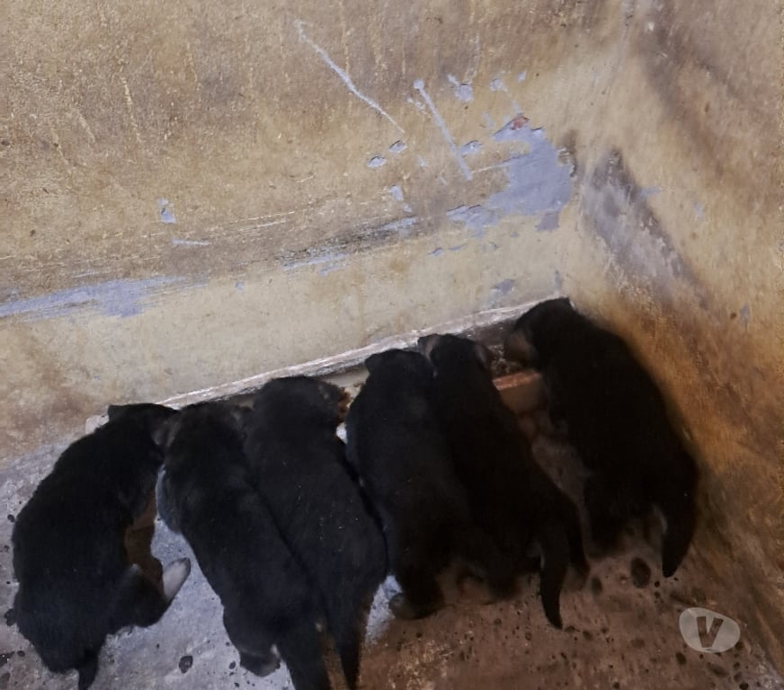 Gatos en Venta Melipilla Melipilla - Fotos de Cachorros pastor alemán