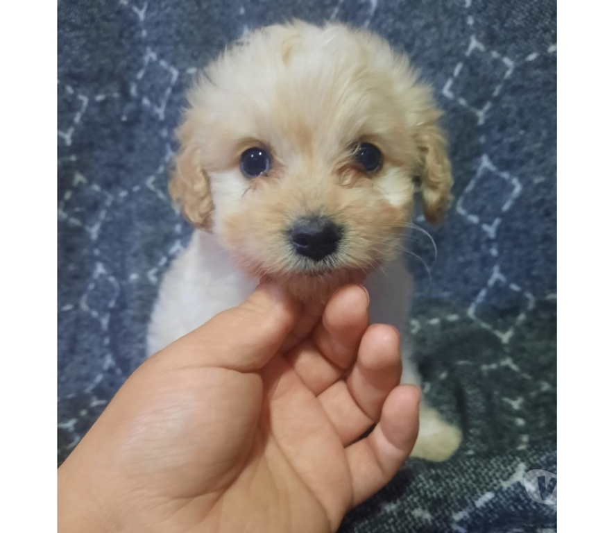 Gatos en Venta Santiago La Pintana - Fotos de Hola lindo machitos maltipo