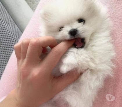 Perros en Venta Viña del Mar Valparaíso - Fotos de Exquisitas cachorras pomerania lulu mini