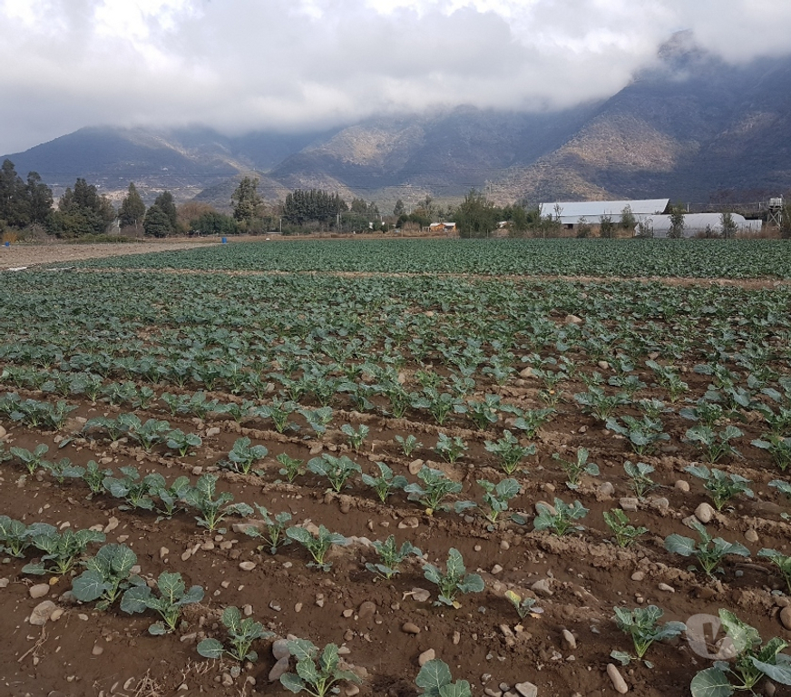 Parcelas en Venta Maipo Paine - Fotos de Venta Parcela 4,59 hectáreas, Águila Norte.