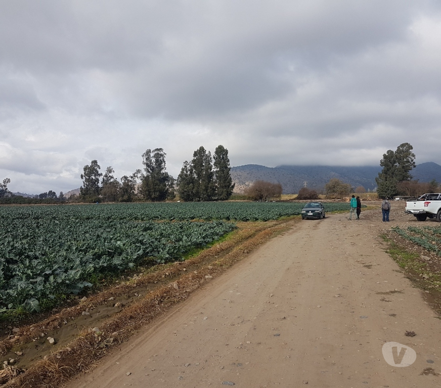 Parcelas en Venta Maipo Paine - Fotos de Venta Parcela 4,59 hectáreas, Águila Norte.