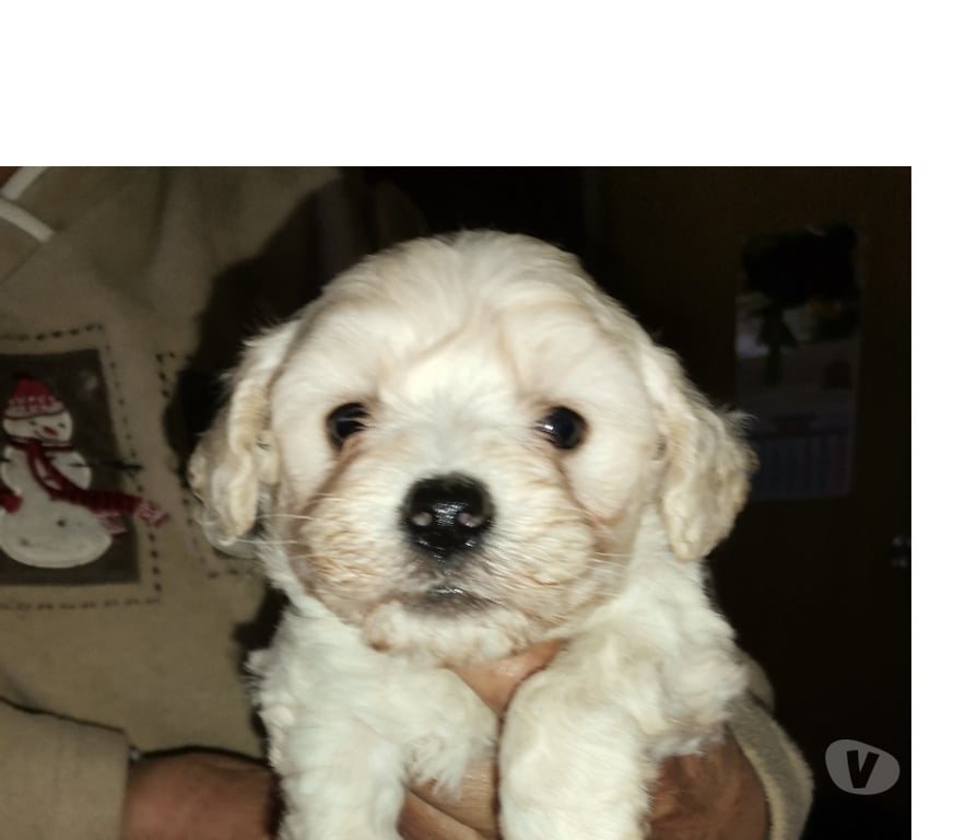 Gatos en Venta Melipilla Melipilla - Fotos de Hermoso cachorrito