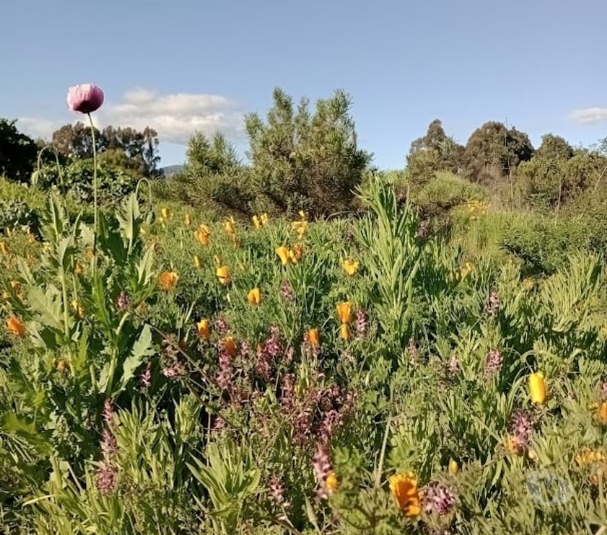 Parcelas en Venta Valparaíso Puchuncaví - Fotos de Venta Parcela En Valle Del Estero