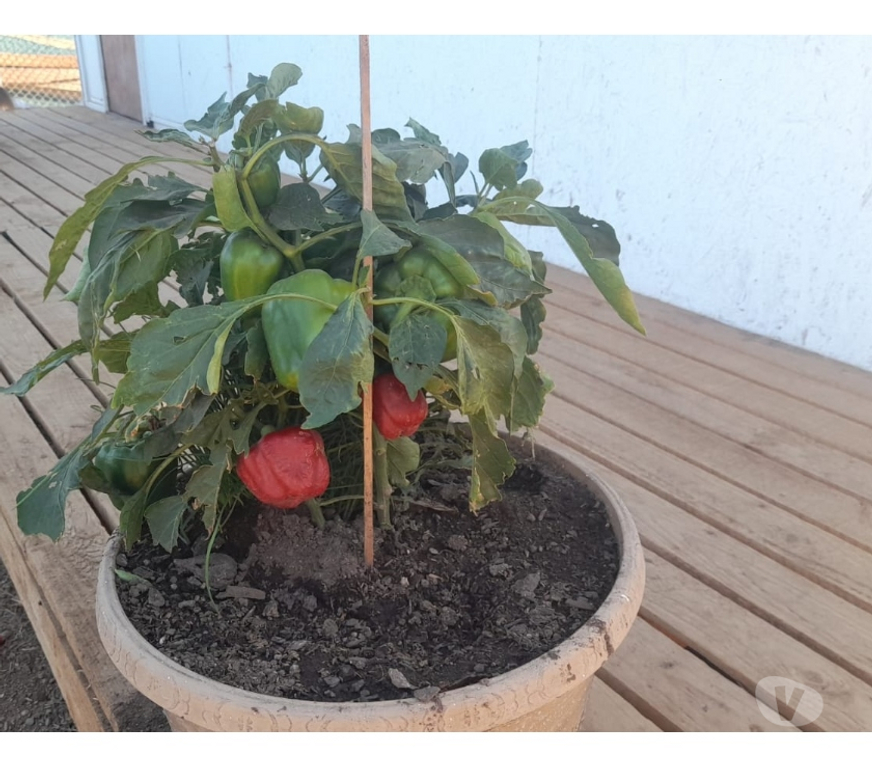 Parcelas en Venta Quillota Olmué - Fotos de AMPLIO TERRENO CON PROPIEDAD EN OLMUE