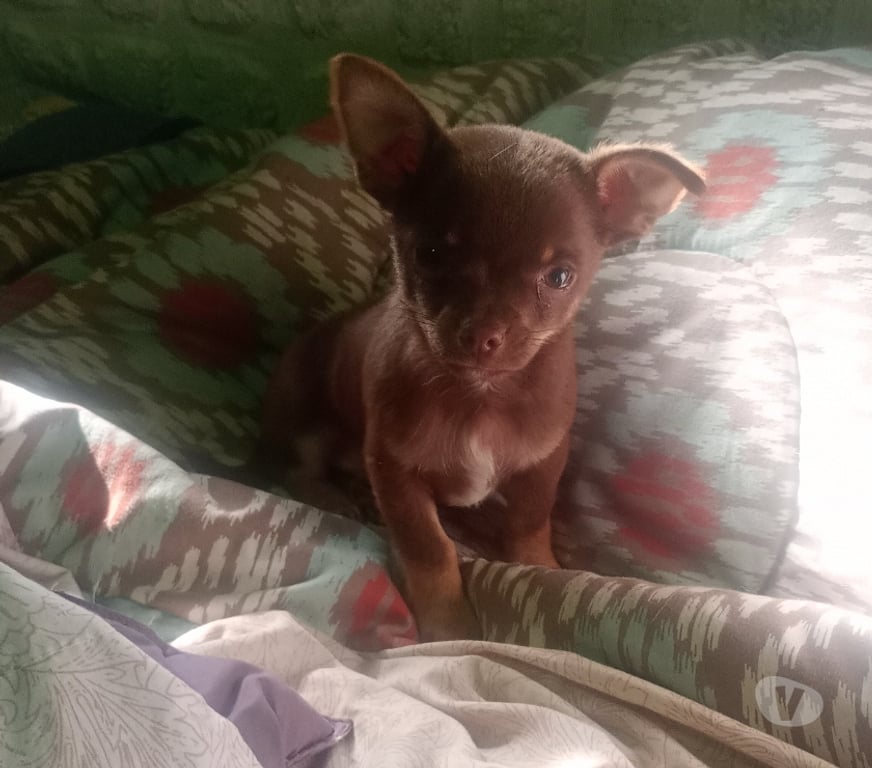 Gatos en Venta Cordillera Puente Alto - Fotos de Chihuahua chocolate inscrito toy