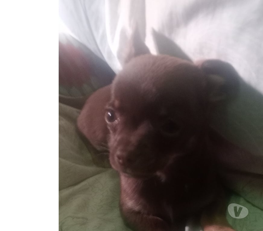 Gatos en Venta Cordillera Puente Alto - Fotos de Chihuahua chocolate inscrito toy