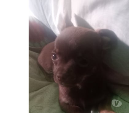 Gatos en Venta Puente Alto Cordillera - Fotos de Chihuahua chocolate inscrito toy