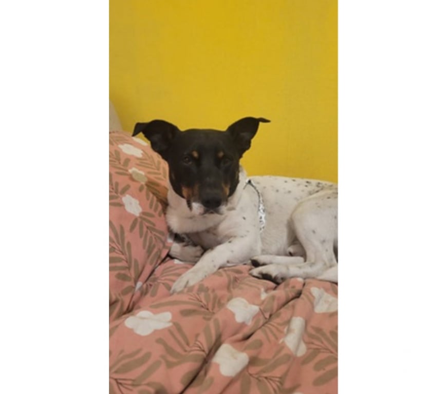 Adopción ed Animales Santiago La Reina - Fotos de WASHINGTON, mezcla Fox Terrier Chileno con Basset Hound