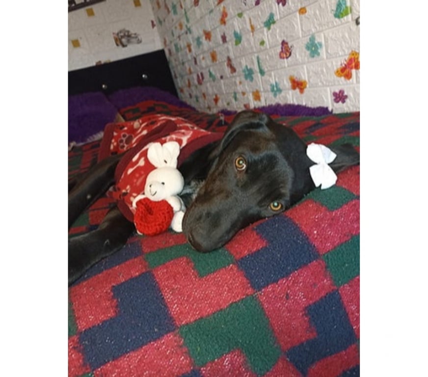 Adopción ed Animales Santiago Santiago - Fotos de CLOE, mezcla de Braco Alemán de Pelo Corto