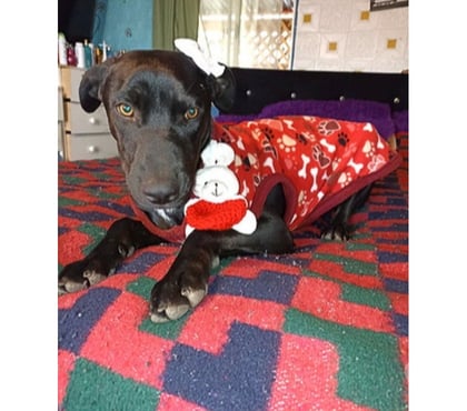 Adopción de Perros Santiago Santiago - Fotos de CLOE, mezcla de Braco Alemán de Pelo Corto