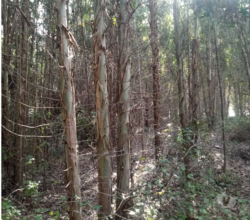 Insumos Agrícolas Bío-Bío Mulchén - Fotos de VENDO BOSQUE EUCALIPTUS NITENS 8,5 HECTÁREAS EN MULCHÉN