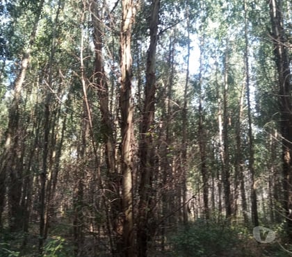 Insumos Agrícolas Mulchén Bío-Bío - Fotos de VENDO BOSQUE EUCALIPTUS NITENS 8,5 HECTÁREAS EN MULCHÉN