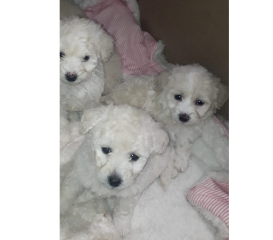 Gatos en Venta Santiago La Pintana - Fotos de Hola lindo poodle solo macho quedan disponibles