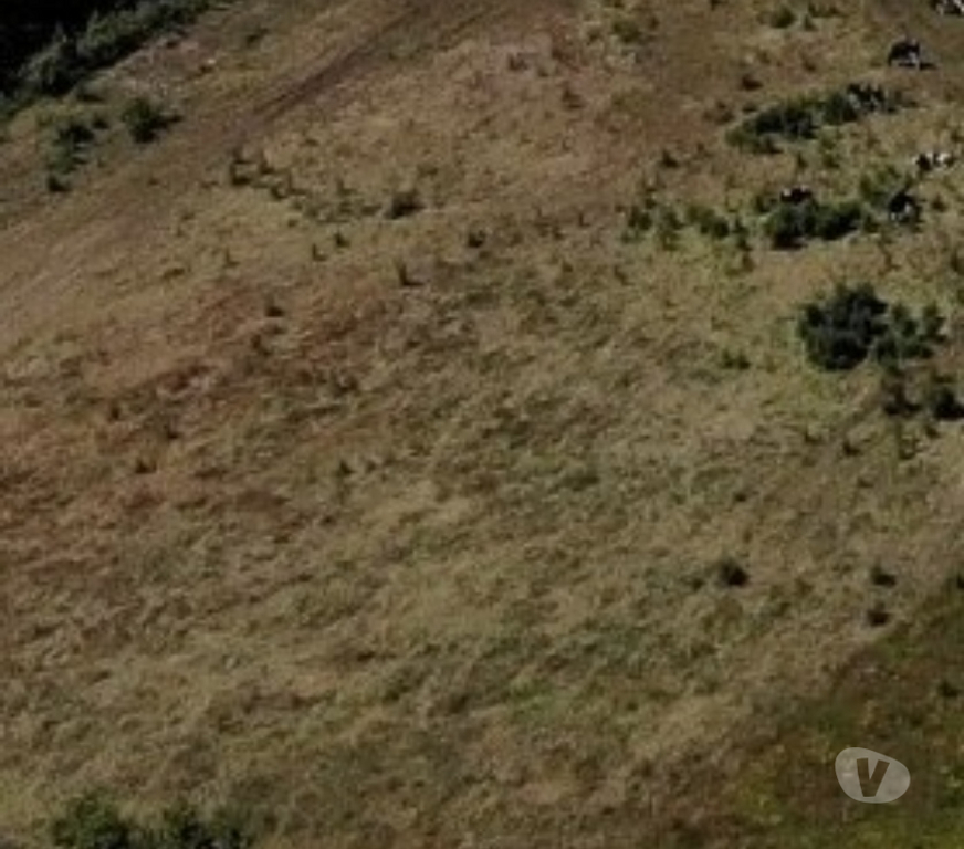Parcelas en Venta Llanquihue Frutillar - Fotos de PARCELA 5000MTS2 FRUTILLAR